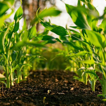 АНАЛИЗ ПОЧВЫ И ДОННЫХ ОТЛОЖЕНИЙ